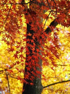 Red Autumn Blaze Maple
