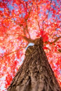 Autumn Blaze Maple Trunk